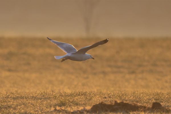 Ring-billed Gull
