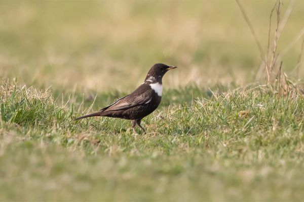 Ring Ouzel