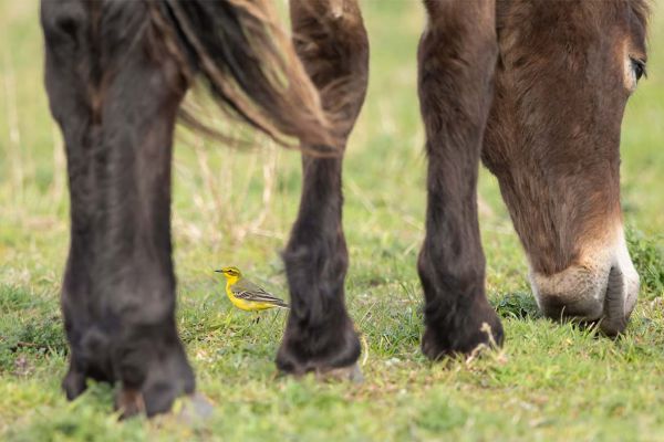 British Yellow Wagtail