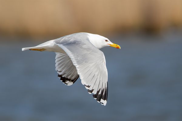 Caspian Gull