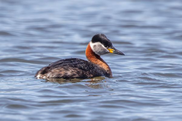 Red-necked Grebe