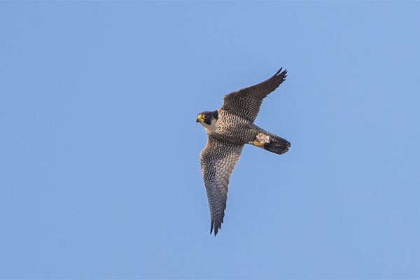 Peregrine Falcon