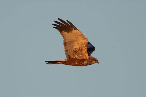 Western Marsh Harrier