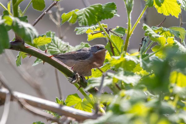 Western Subalpine Warbler