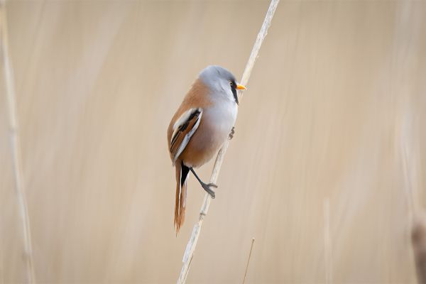 Bearded Reedling