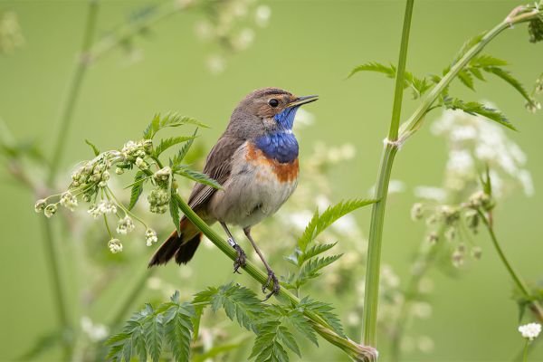 Bluethroat