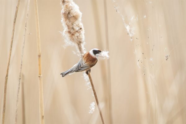 Eurasian Penduline Tit