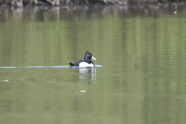 Ring-necked Duck