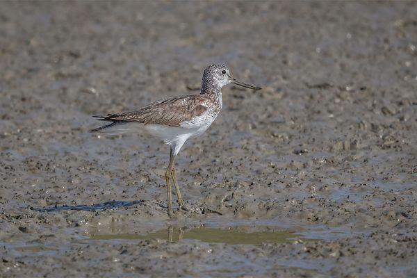 Common Greenshank