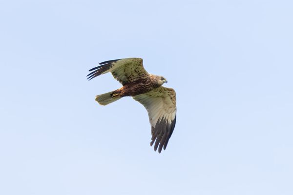 Western Marsh Harrier