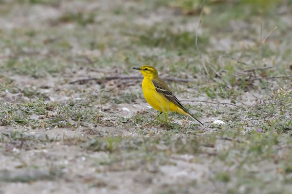 British Yellow Wagtail
