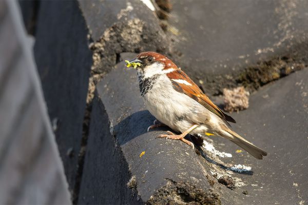 Italian Sparrow