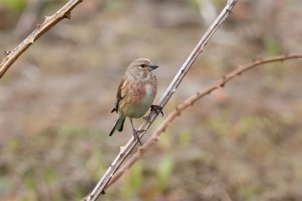 Common Linnet