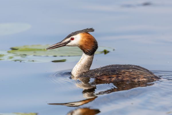 Great Crested Grebe
