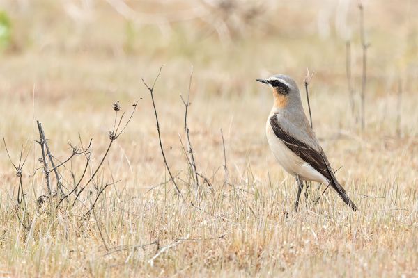 Northern Wheatear