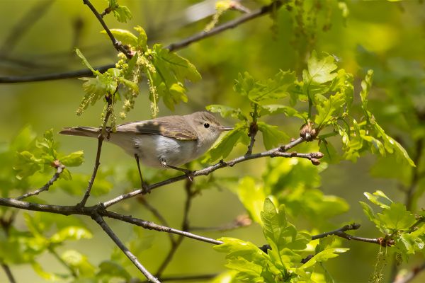 Western Bonelli's Warbler