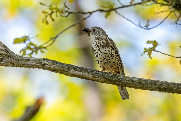Mistle Thrush