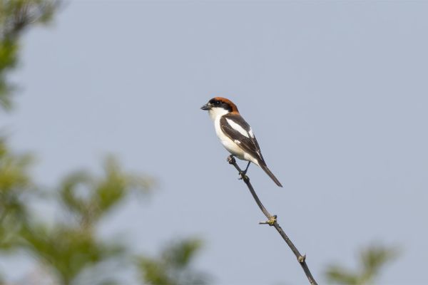 Woodchat Shrike