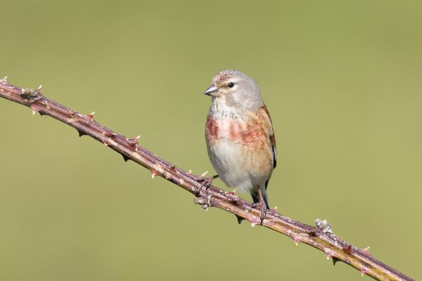 Common Linnet