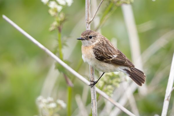 Caspian Stonechat