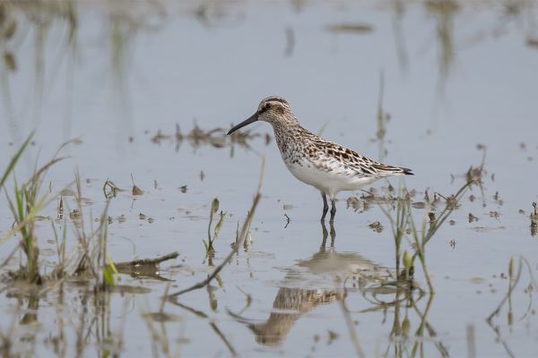 Broad-billed Sandpiper