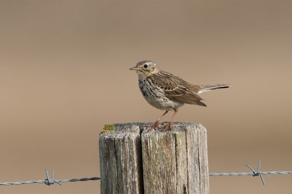 Meadow Pipit