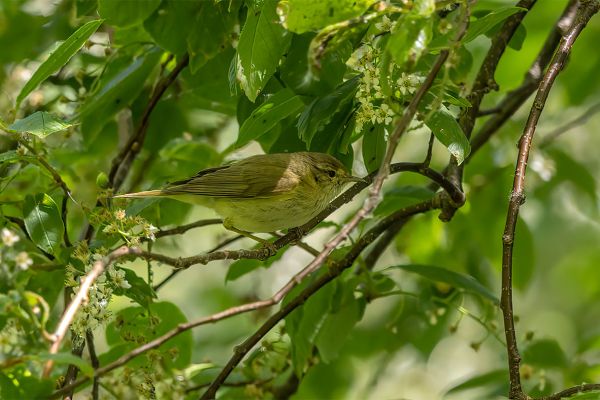 Iberian Chiffchaff