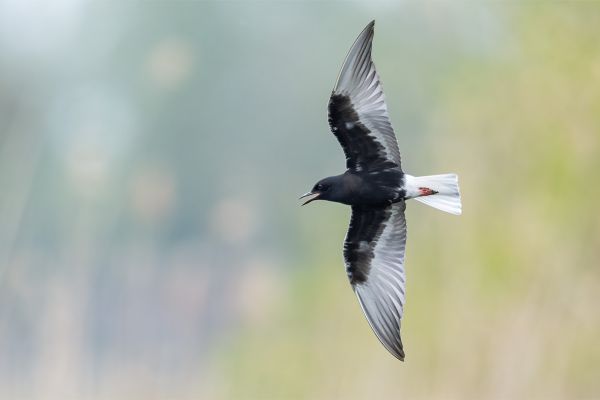 White-winged Tern
