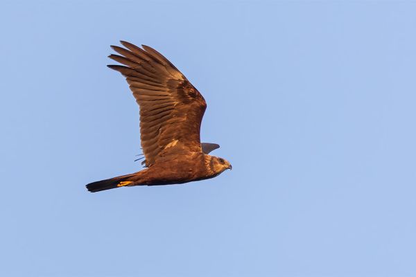 Western Marsh Harrier