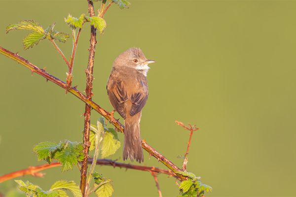 Common Whitethroat