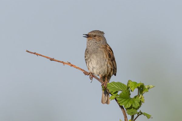 Dunnock