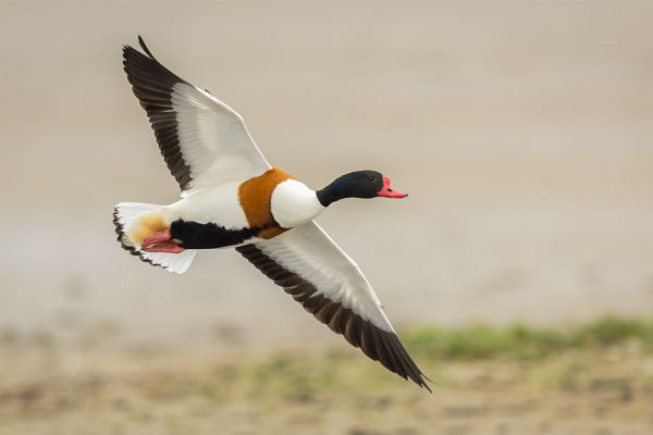 Common Shelduck
