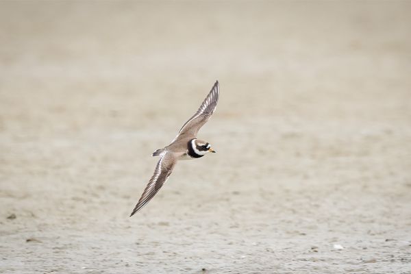 Common Ringed Plover