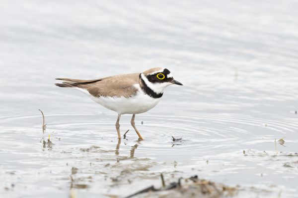 Little Ringed Plover