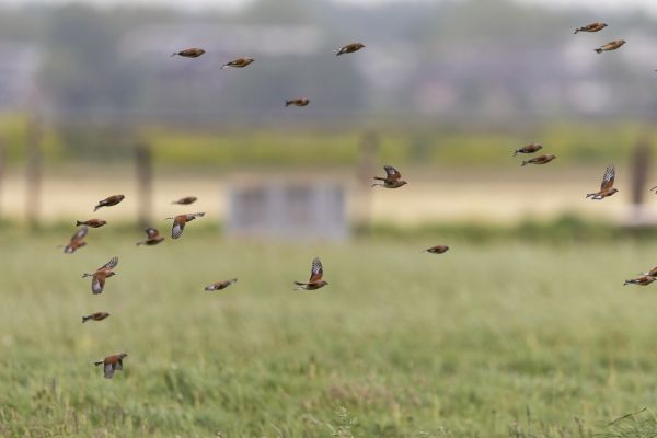 Common Linnet
