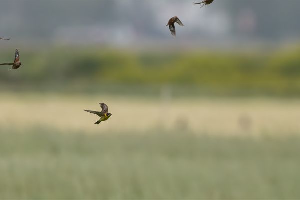 Black-headed Bunting