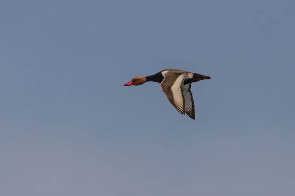 Red-crested Pochard
