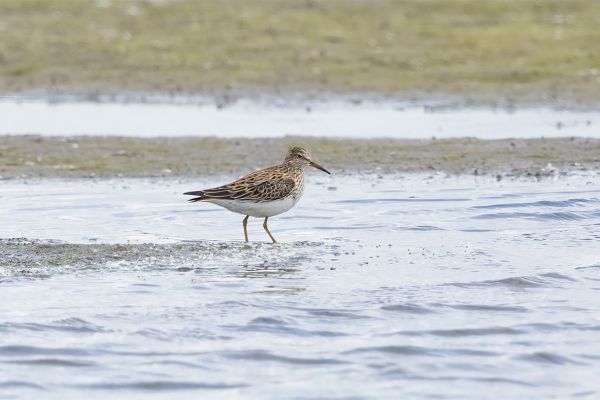 Pectoral Sandpiper