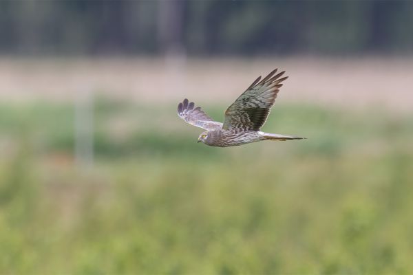 Montagu's Harrier