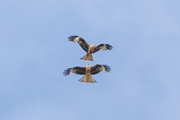 Red Kite
