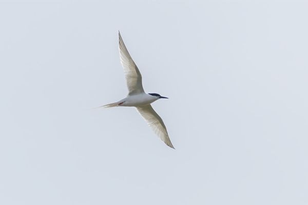 Roseate Tern