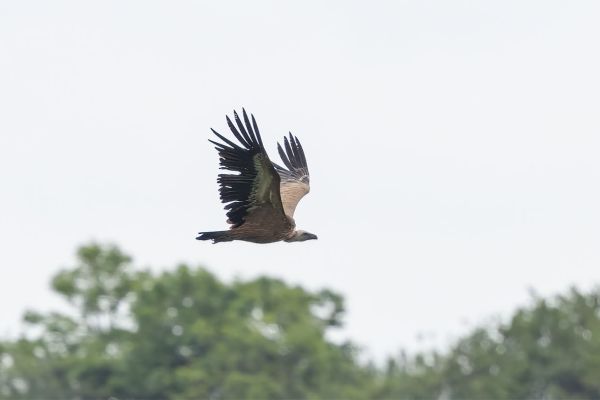 Griffon Vulture