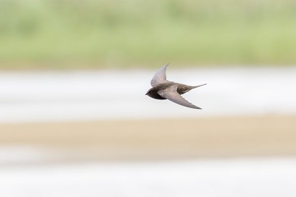 Common Swift