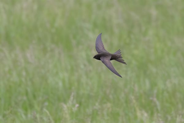 Common Swift