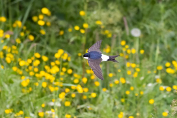 Common House Martin