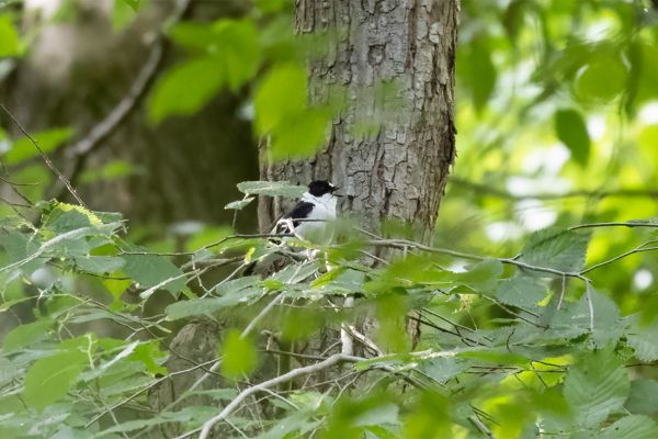 Collared Flycatcher