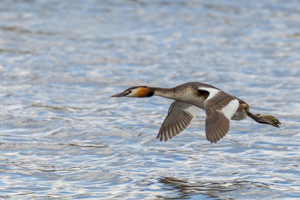 Great Crested Grebe
