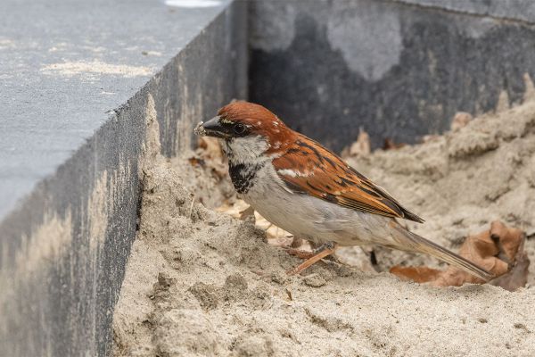 Italian Sparrow