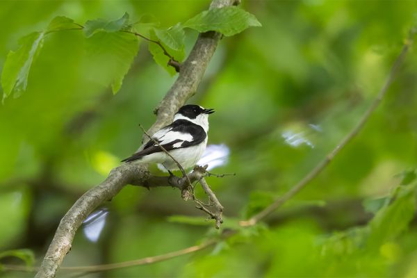 Collared Flycatcher