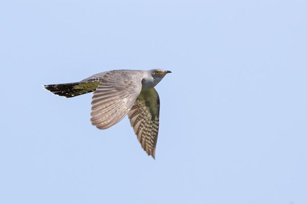 Common Cuckoo